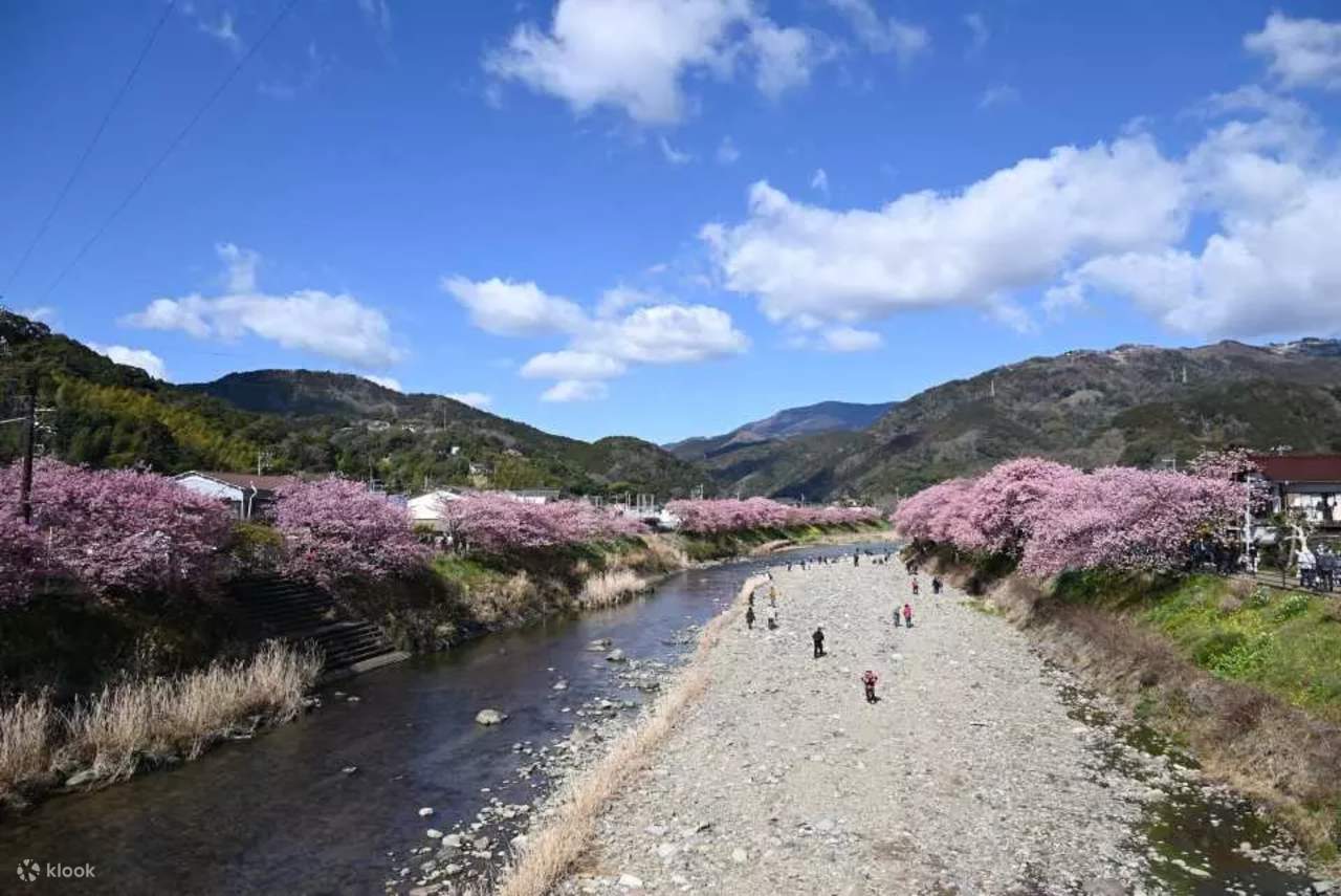 CherryBlossom 土日祝*休 Tokyo Cherry Blossom Day Tour: Kawazu Cherry Blossom Festival and